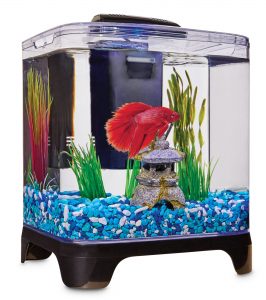 Best Betta Fish Tank