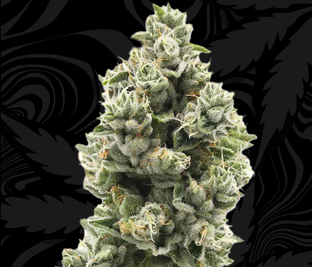 THCA Flower