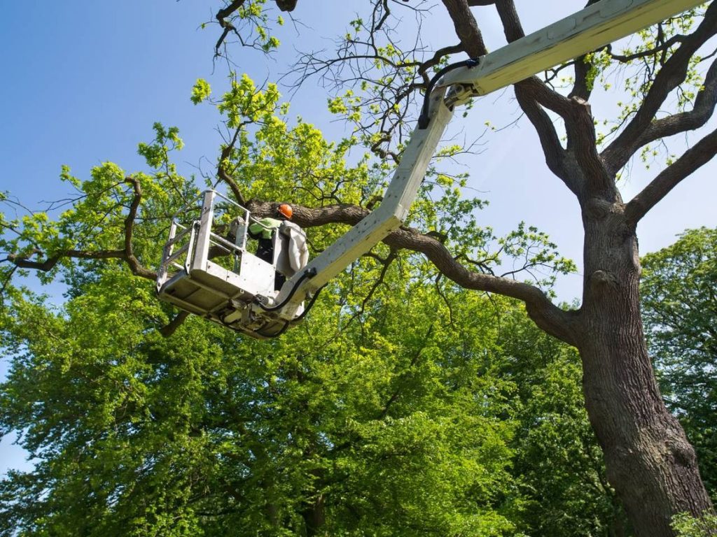 Tree trimming